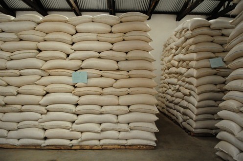 ACE Certified Maize Piled To Full Capacity In The Kafulu Farmer 's Association Warehouse